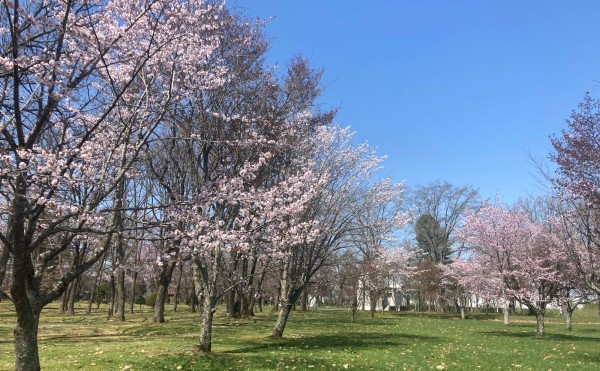 【大樹町桜情報】町内の桜が見頃です！