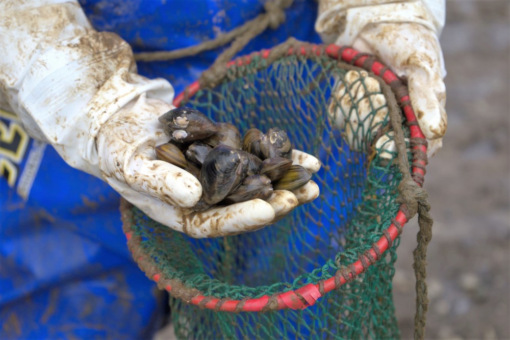 年に一度のみのシジミ漁が行われました。 / Visit!「タイキ」／北海道