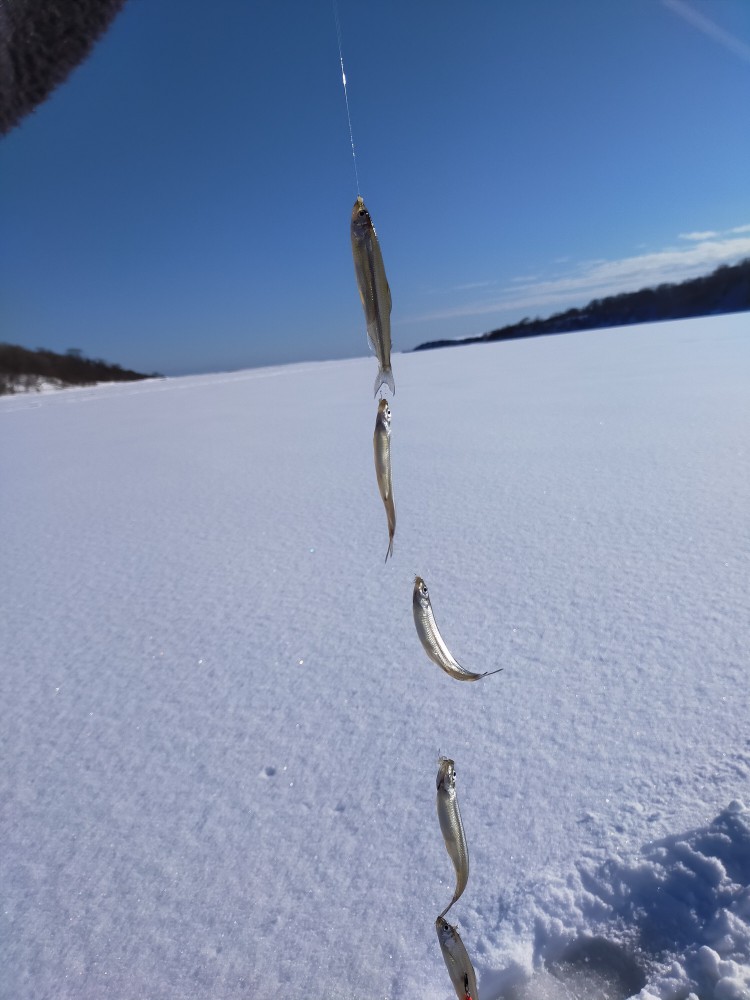 ホロカヤントー」ワカサギ釣り釣果（2022/1/19） / Visit!「タイキ