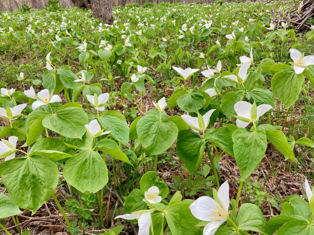 大樹町花情報】オオバナノエンレイソウが見頃です！ / Visit