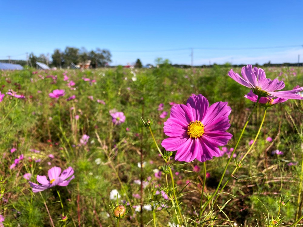 大樹町の町の花、コスモスが見頃です！ / Visit!「タイキ」／北海道