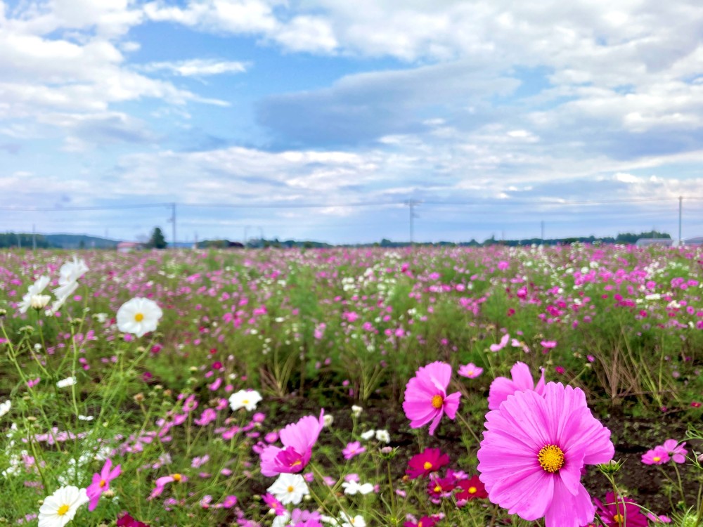 大樹町の町の花、コスモスが見頃です！ / Visit!「タイキ」／北海道