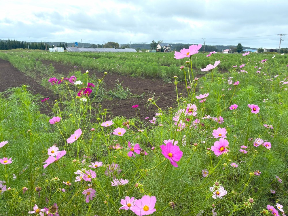 2025年】コスモスガーデン開花情報 / Visit!「タイキ」／北海道大樹町
