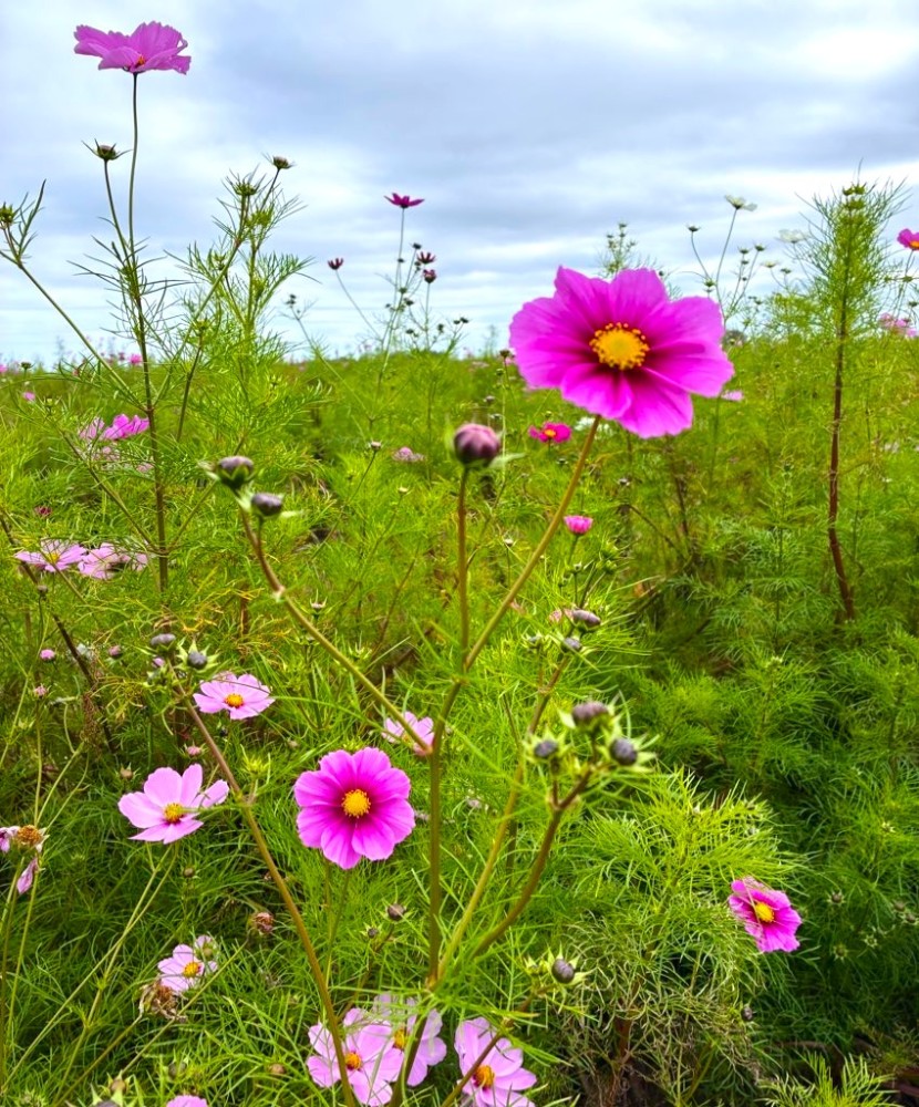 2025年】コスモスガーデン開花情報 / Visit!「タイキ」／北海道大樹町