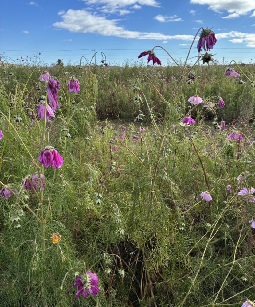 2025年】コスモスガーデン開花情報 / Visit!「タイキ」／北海道大樹町