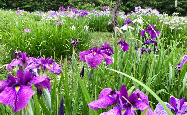 【もいわ山森林公園】花菖蒲と睡蓮が見頃です！