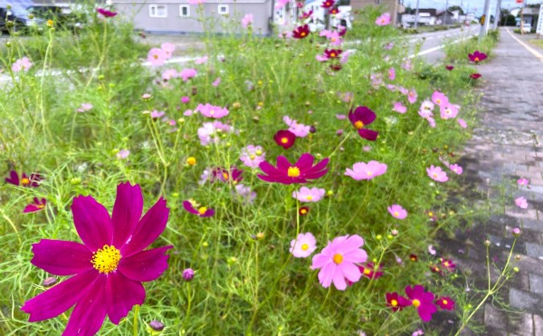 大樹町の町の花、コスモスが見頃です！