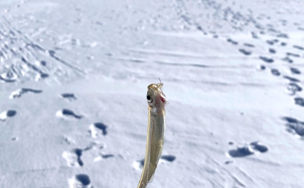 【ホロカヤントー】今年度のわかさぎ釣り終了のお知らせ