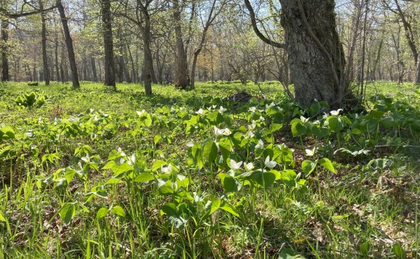 【もうすぐ見頃！】オオバナノエンレイソウ開花情報