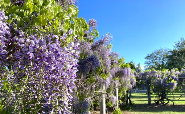 【現在見頃！】2025年・柏林公園の藤棚　開花状況